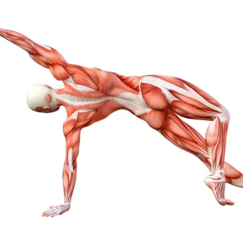 Bérangère Rumigny - Stage - Réflexologie et fascia - Fasciathérapie - Système Musculo-articulaire - Muscles et Articulation - Zones réflexes - Formation en ligne - Formation en présentiel